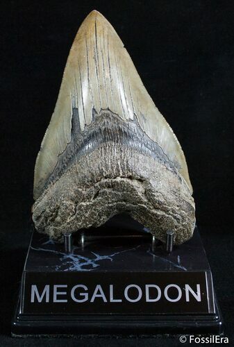 Dagger Megalodon Tooth - Inches #2578